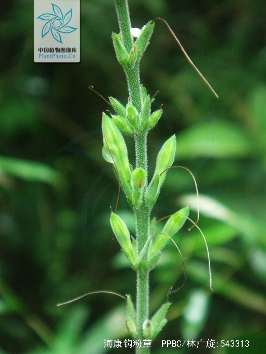 Eth植物激素(植物激素简写ga ctk iaa aba)